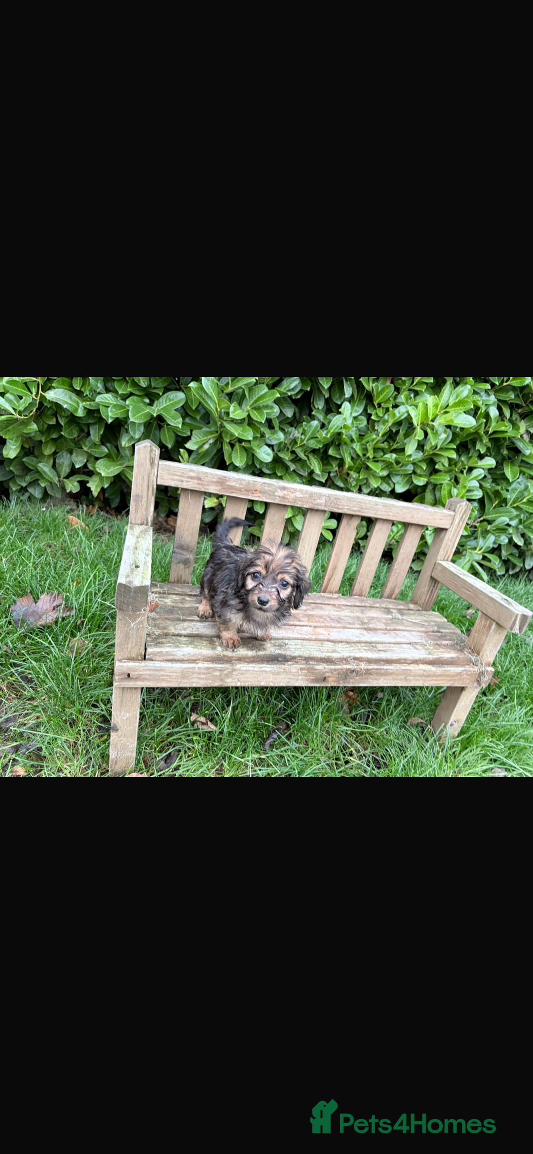 Mixed Breed dogs for sale: Dachshund x Jack pussell - Image 17