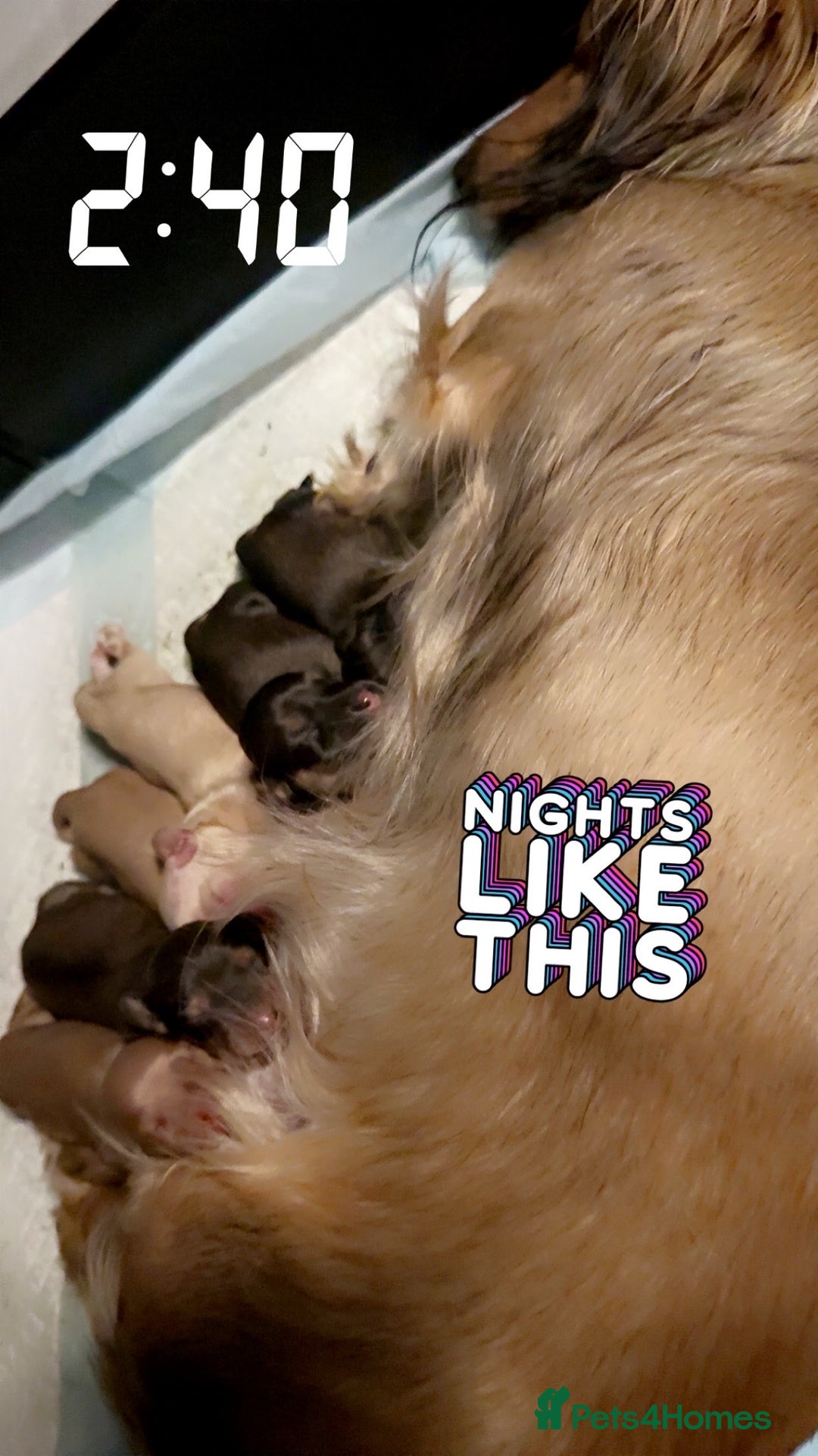 Miniature Dachshund dogs for sale: Cream&Shaded KC reg. PRA clear 4 weeks old - Image 18