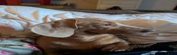 Miniature Dachshund dogs for sale: Beautiful Miniature Dachshund Puppies   - Advert 21
