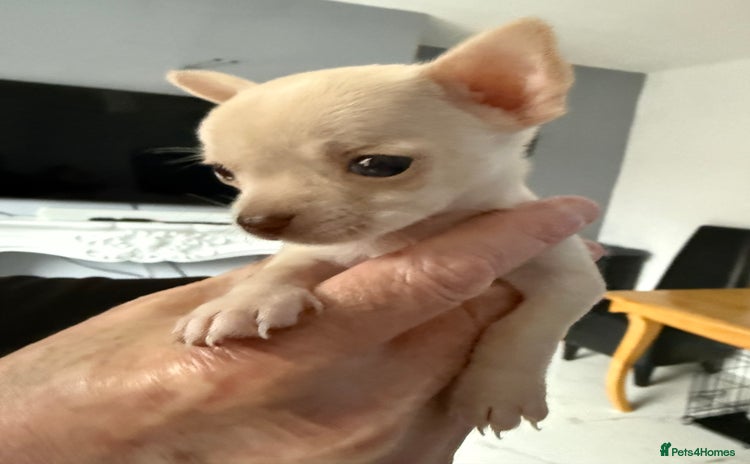 Chihuahua dogs - Advert 1