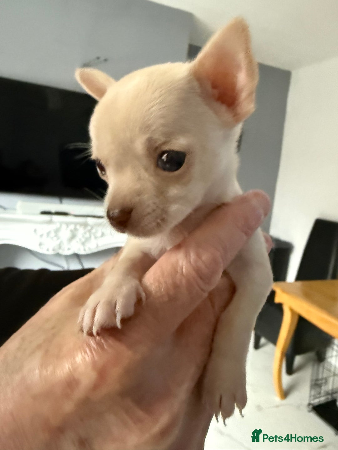 Chihuahua dogs for sale: Kc registered white chihuahua boy. - Image 5