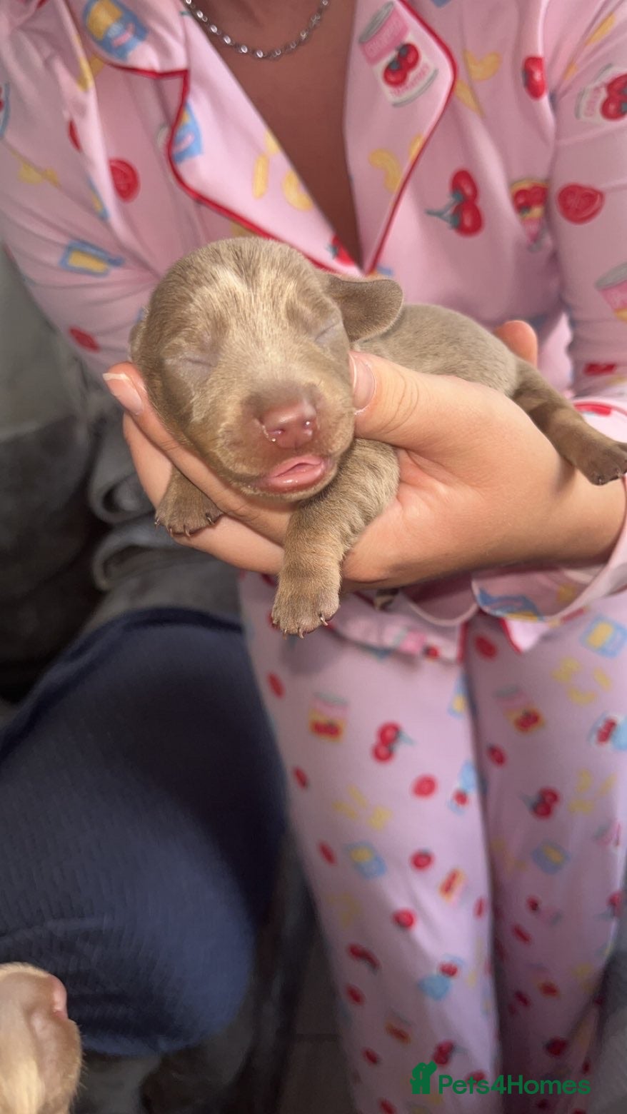 Dachshund dogs Dachshund pups - Advert 1