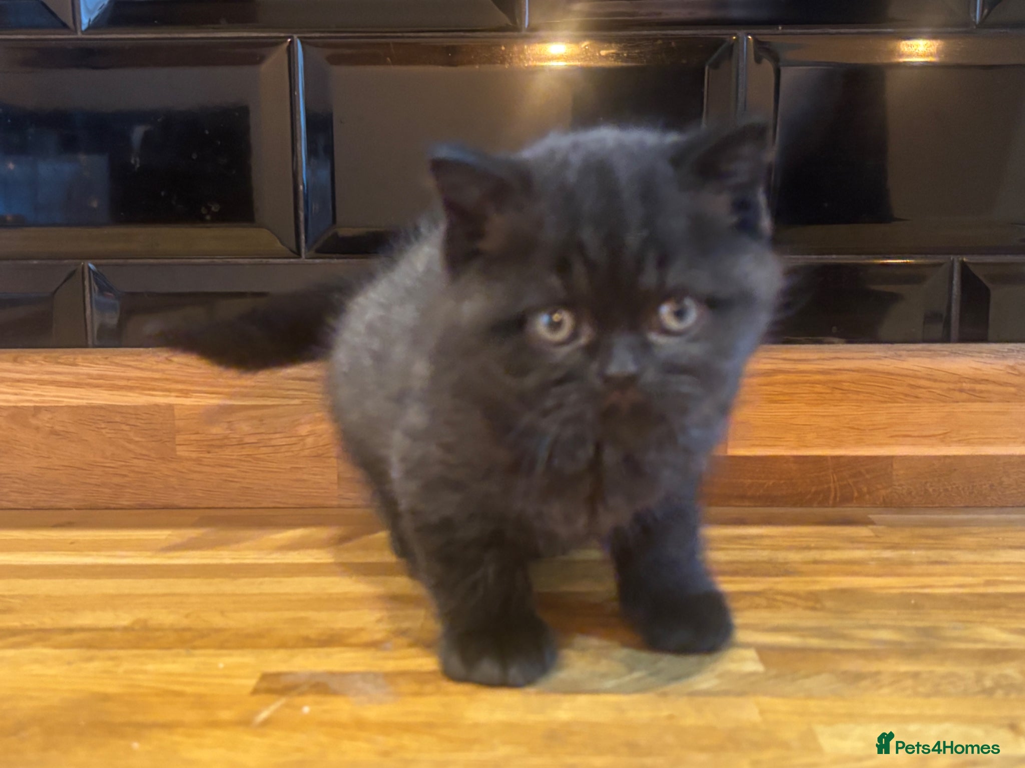 British Shorthair cats 4 beautiful healthy gorgeous chunky BSH  - Advert 2