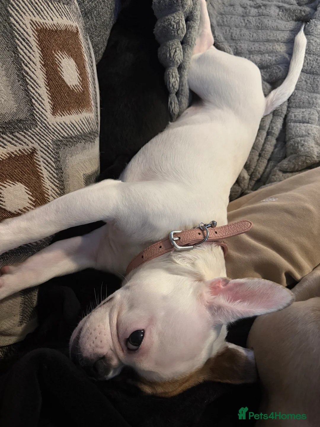 Mixed Breed dogs for sale: Beautiful French bulldog X Boston Terrier female - Advert 5