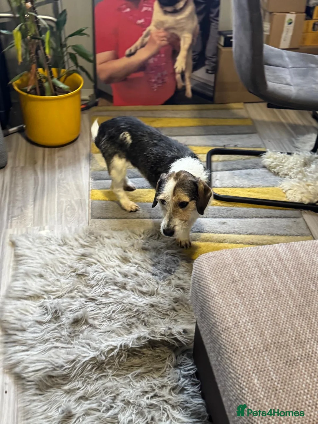 Mixed Breed dogs for adoption: Sweet Rami is looking for LOVE - Advert 14