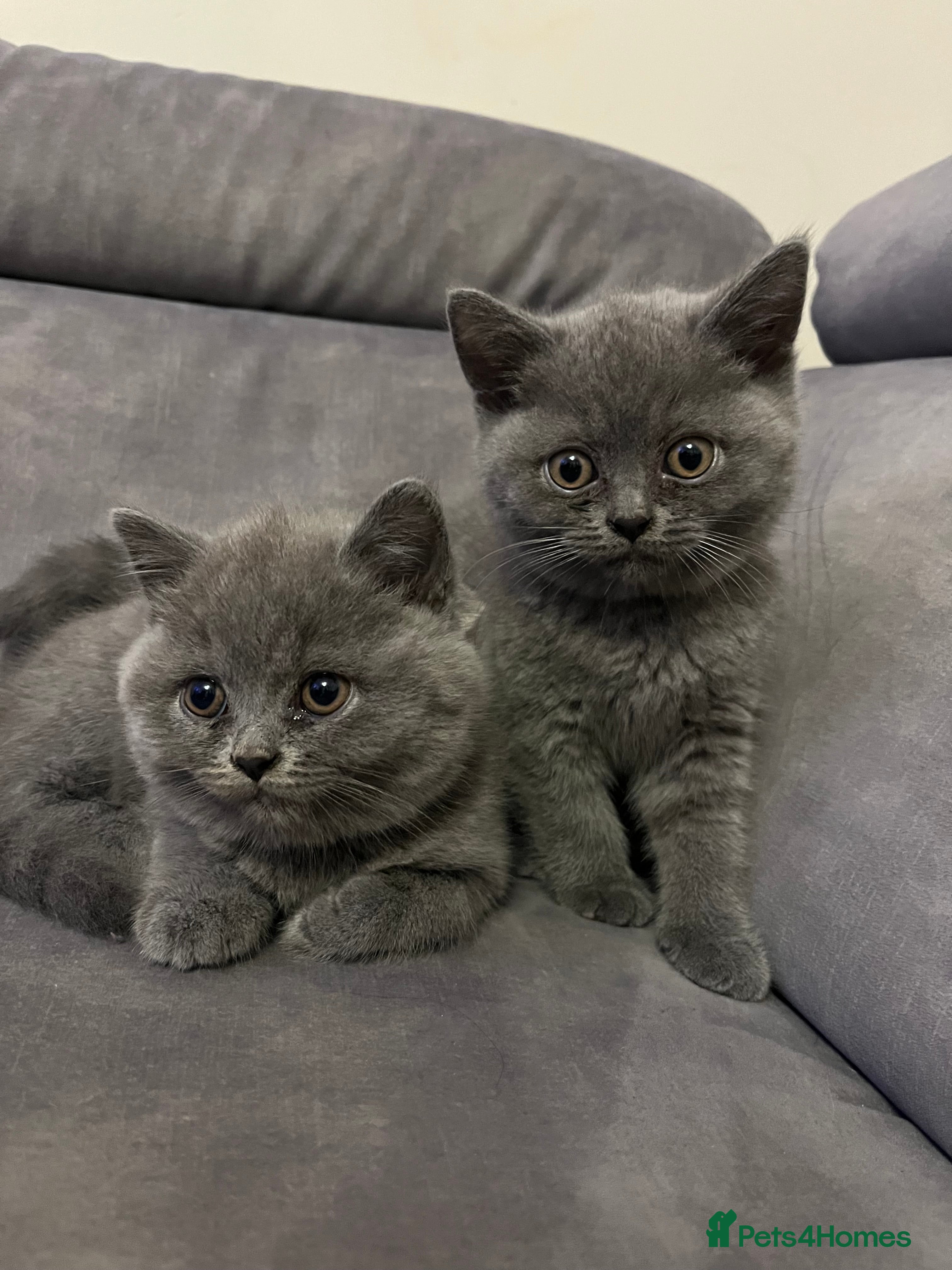 British Shorthair cats Lovely british shorthair kittens  - Advert 1