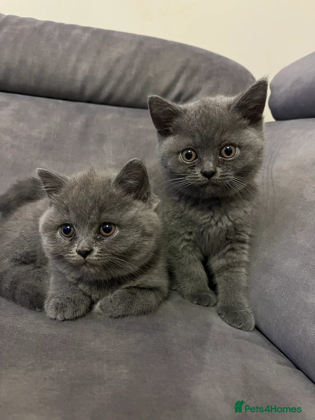 British Shorthair cats for sale: Lovely british shorthair kittens  - Advert 1