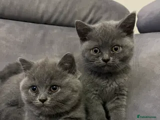 British Shorthair cats Lovely british shorthair kittens - Advert 1