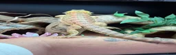 Bearded Dragon reptiles for sale: Bearded dragon in Mansfield - Advert 6