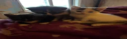 Mixed Breed cats for sale: 3 stunning grey/white & black Calico Kittens - Advert 6
