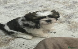 Shih Tzu dogs for sale: Gorgeous full breed Shih Tzu puppies - Image 5