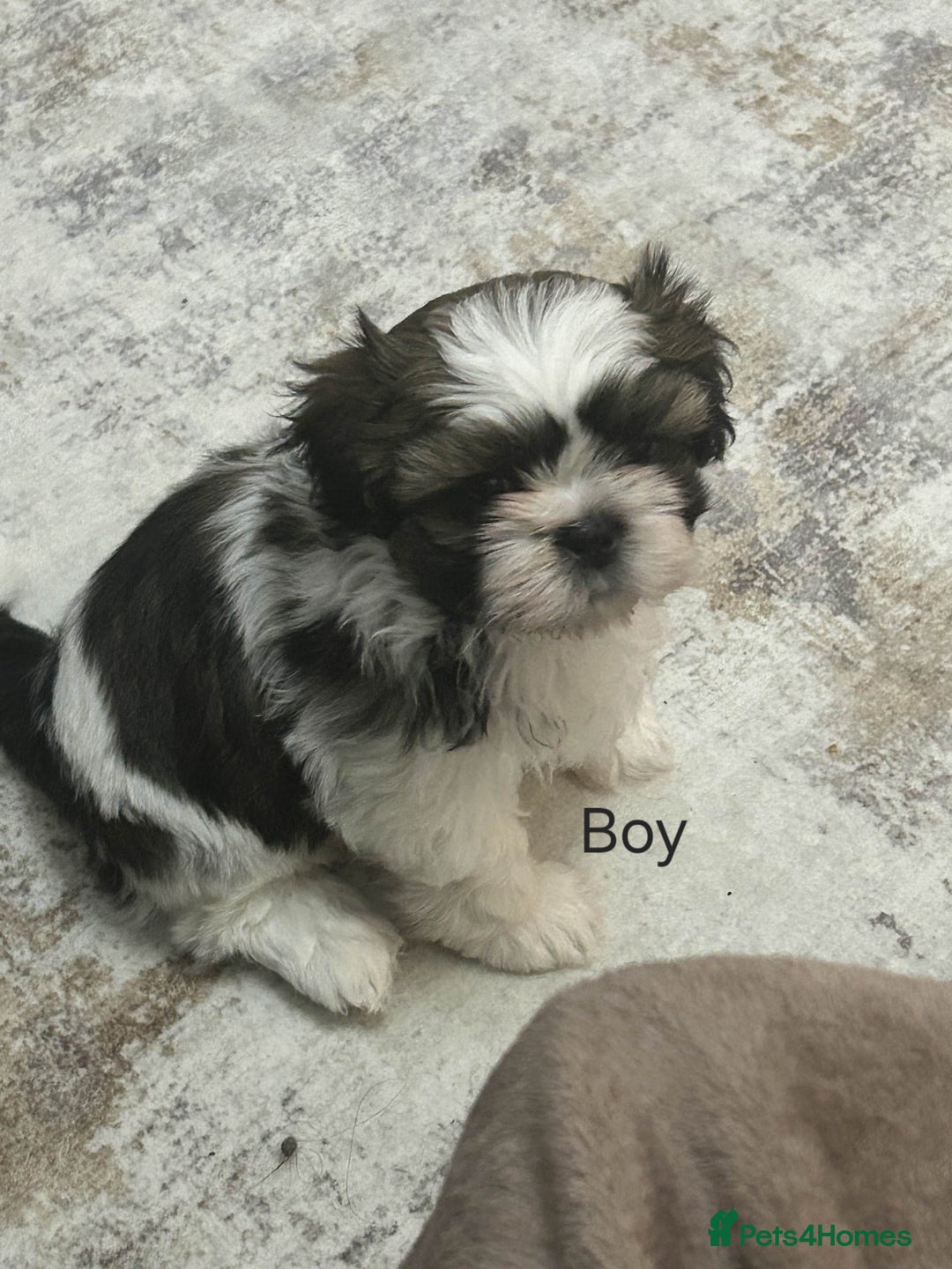 Shih Tzu dogs for sale: Gorgeous full breed Shih Tzu puppies - Image 5