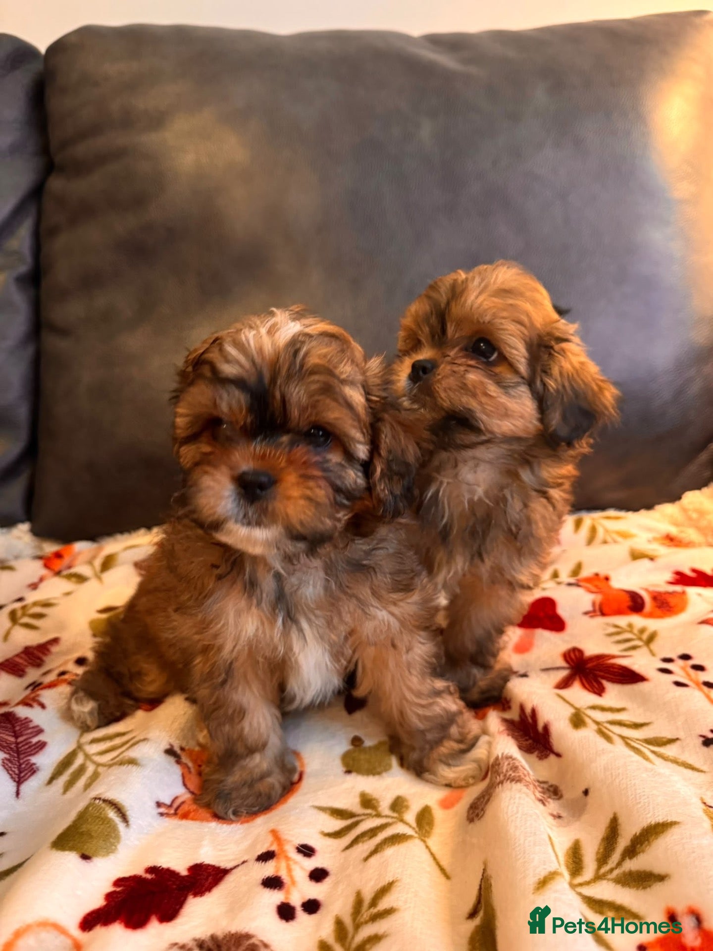 Shihpoo dogs Shihpoo puppies - Advert 1