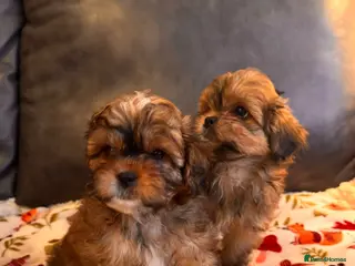Shihpoo dogs Shihpoo puppies - Advert 1