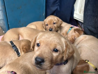 Labrador Retriever dogs Fox red Labrador puppies - Advert 10