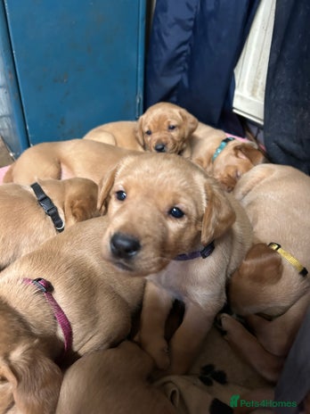 Labrador Retriever dogs Fox red Labrador puppies - Advert 1