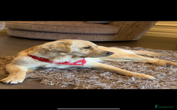 Mixed Breed dogs for sale: Golden retriever / border terrior mix  - Image 8
