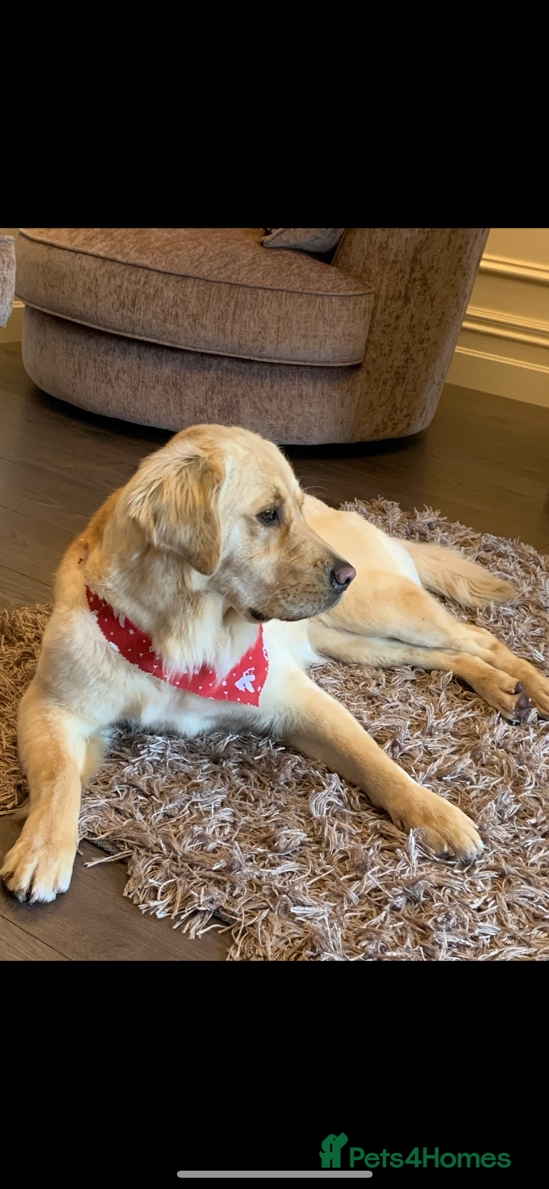 Mixed Breed dogs for sale: Golden retriever / border terrior mix  - Image 8