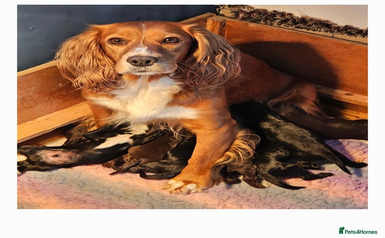 Cocker Spaniel dogs - Advert 4
