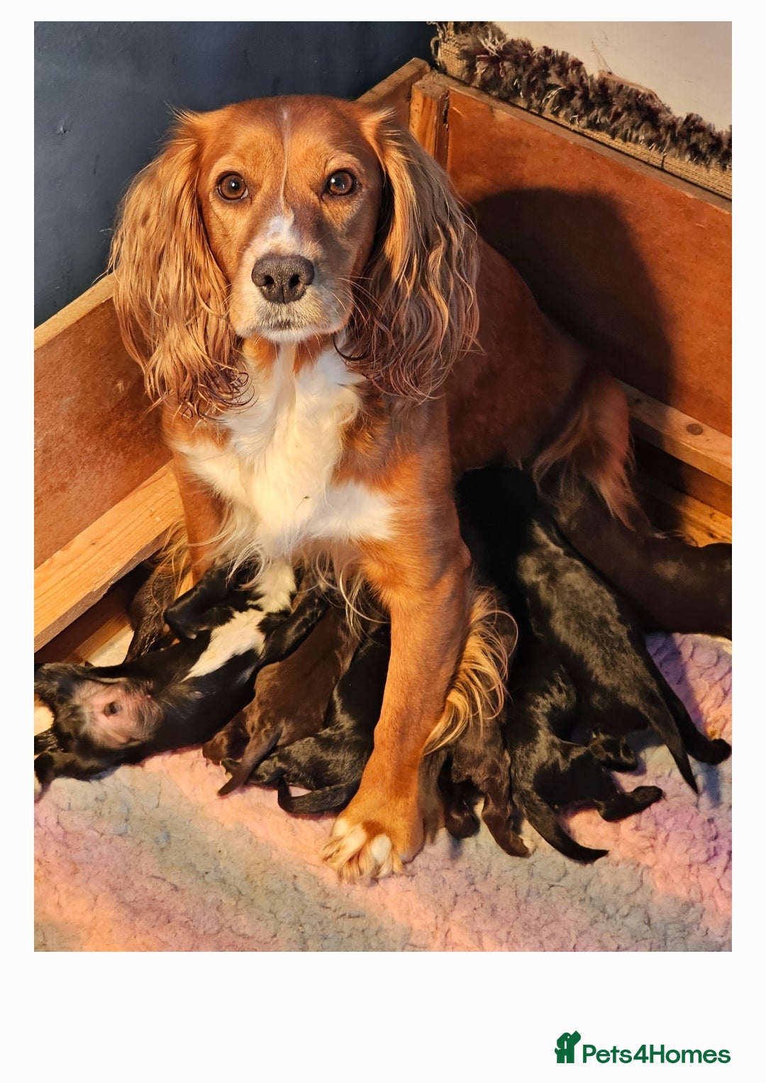 Cocker Spaniel dogs for sale: Cocker spaniel puppies  - Image 1