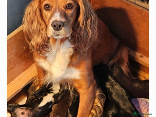 Cocker Spaniel dogs - Advert 2