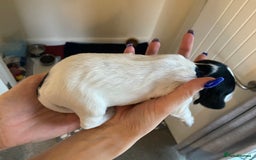 Sprocker dogs for sale: Norwich  - Image 9