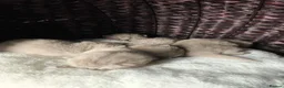 British Shorthair cats for sale: Chuncky breed GCCF Lilac British shorthair - Advert 22