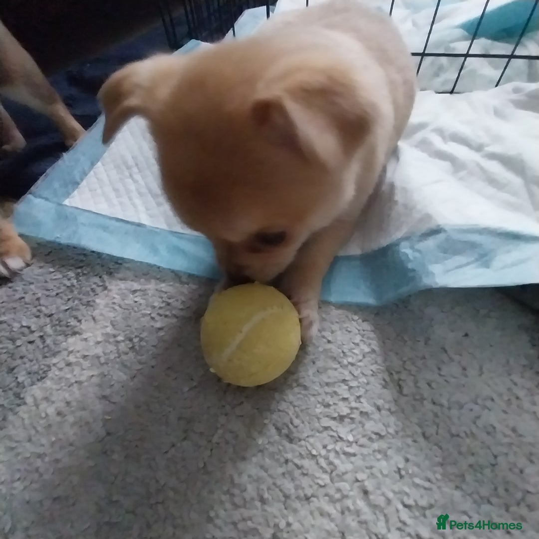 Chihuahua dogs for sale: Chihuahua puppies  - Advert 4