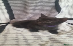 Mixed Breed cats for sale: 5 kittens ready to go - Image 5