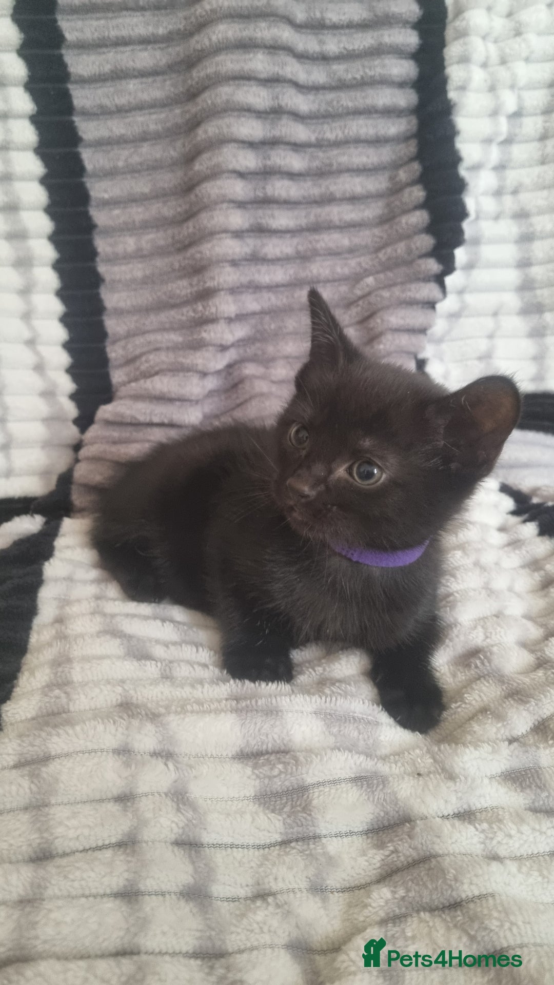 Mixed Breed cats for sale: 5 kittens ready to go - Image 5