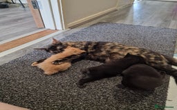 Mixed Breed cats for sale: 1 beautiful male kitten last of the litter  - Image 20