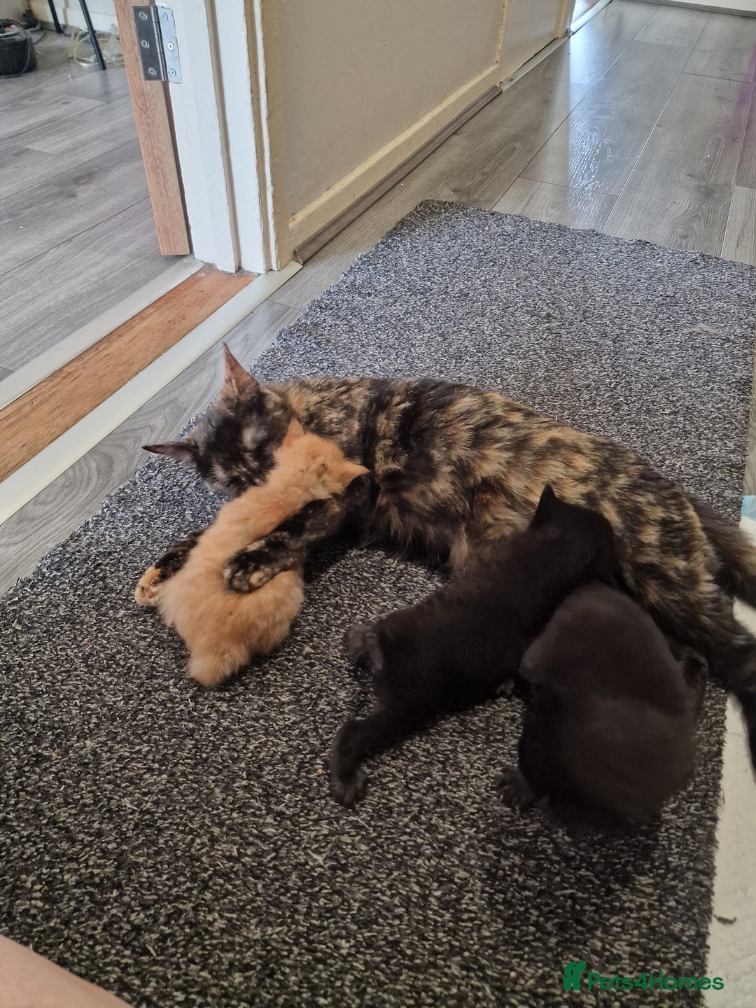 Mixed Breed cats for sale: 1 beautiful male kitten last of the litter  - Image 20