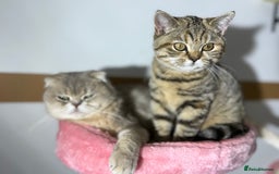 British Shorthair cats for sale: Beautiful boy and girl ready to leave now - Image 7