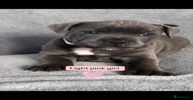 Staffordshire Bull Terrier dogs - Advert 2