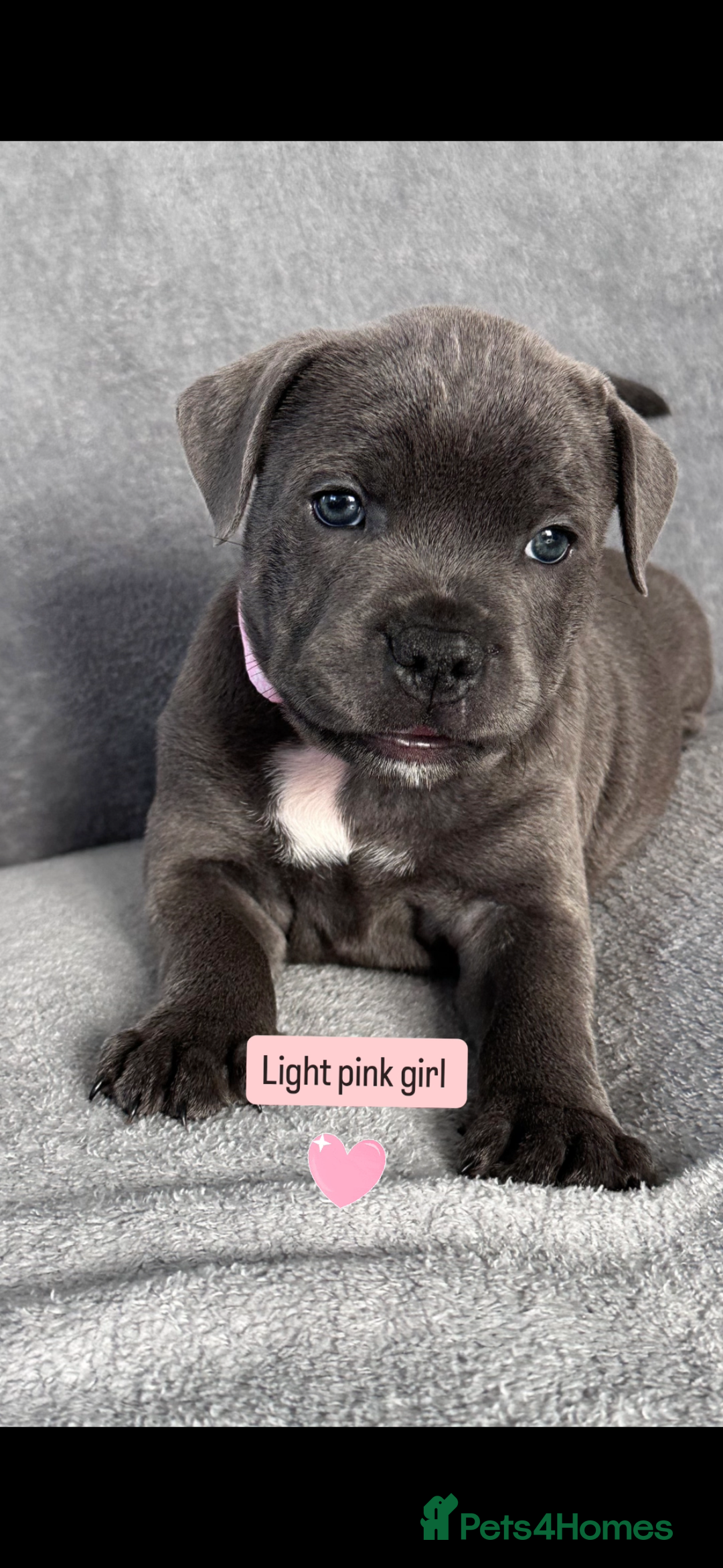Staffordshire Bull Terrier dogs for sale: Blue Staffordshire bull terrier  - Image 14