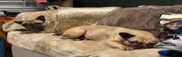 French Bulldog dogs for sale: 2 French bulldogs looking for a new home in Perth - Advert 5