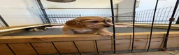 Cocker Spaniel dogs for sale: Stunning litter of show cocker puppies  in Kidwelly - Advert 12