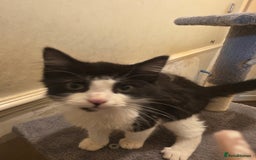 British Longhair cats for sale: Loving Kittens Ready for Homes - Image 3
