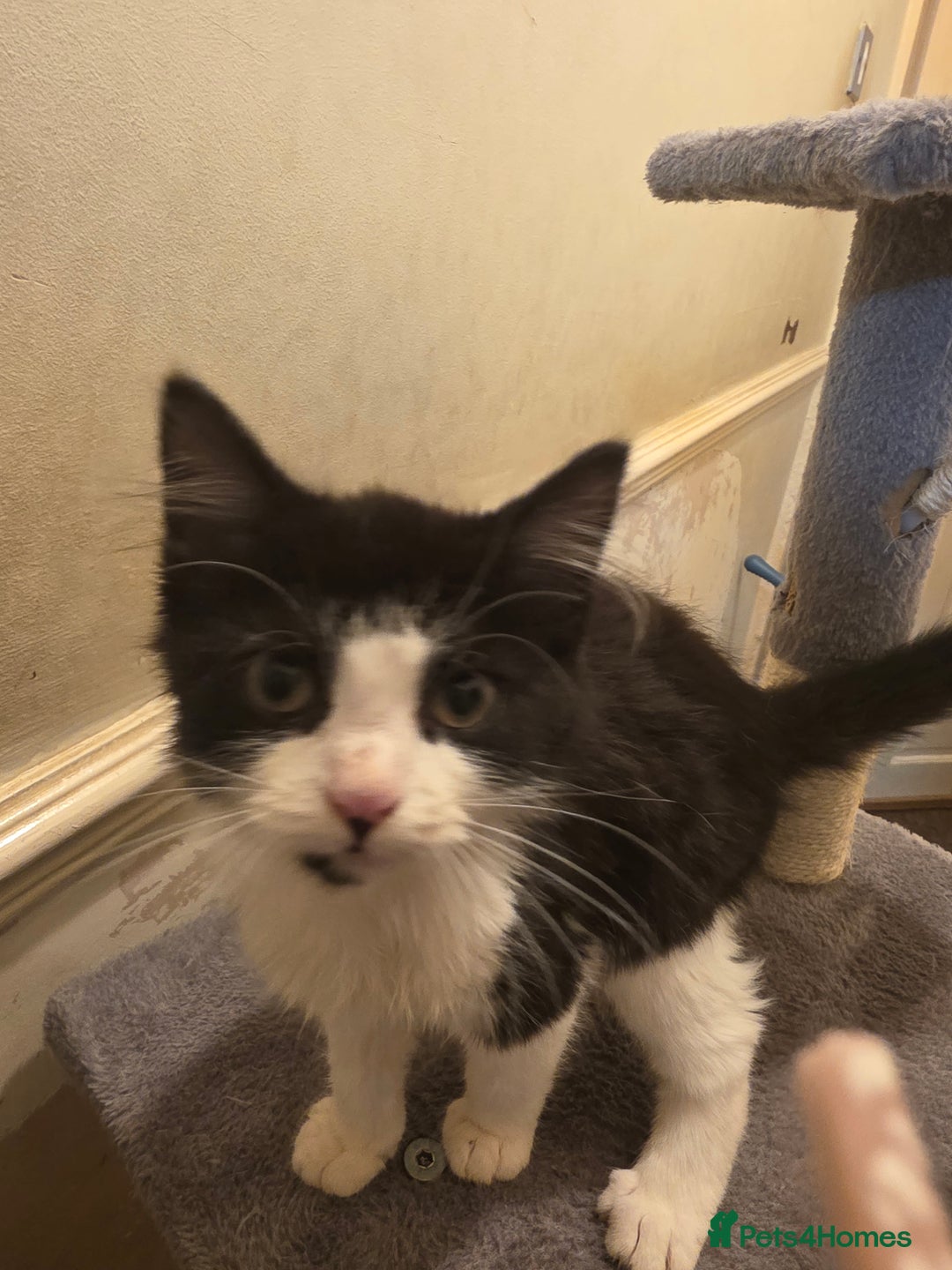 British Longhair cats for sale: Loving Kittens Ready for Homes - Image 3