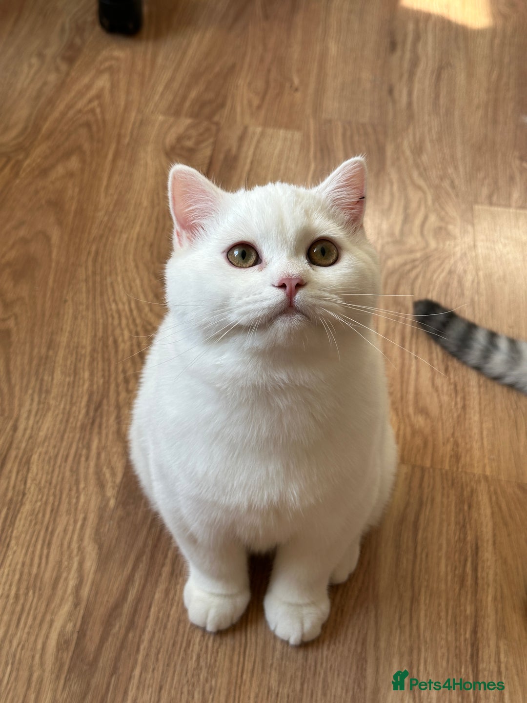 British Shorthair cats for sale: Gorgeous British Longhair & Shorthair Kittens - Advert 2