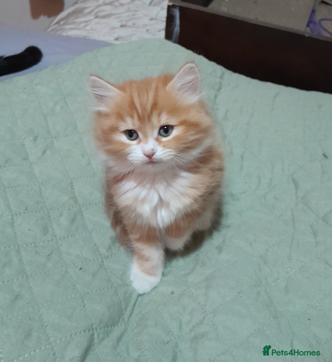 Mixed Breed cats for sale: 3 gorgeous kittens 😺😸😻 - Advert 5