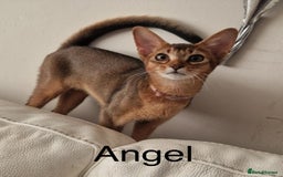 Abyssinian cats for sale: Abyssinian kittens looking for their new home - Image 8