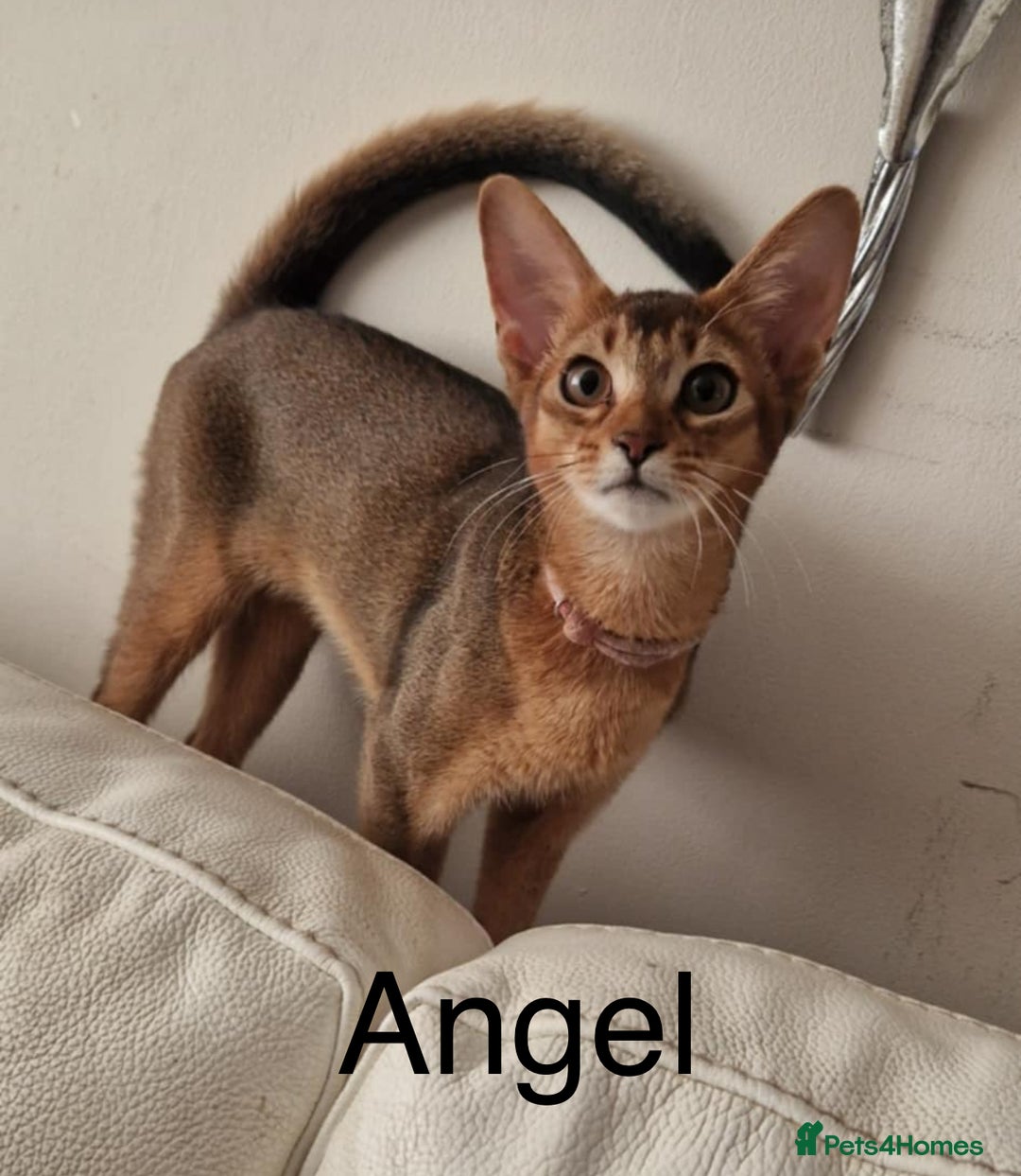 Abyssinian cats for sale: Abyssinian kittens looking for their new home - Image 8