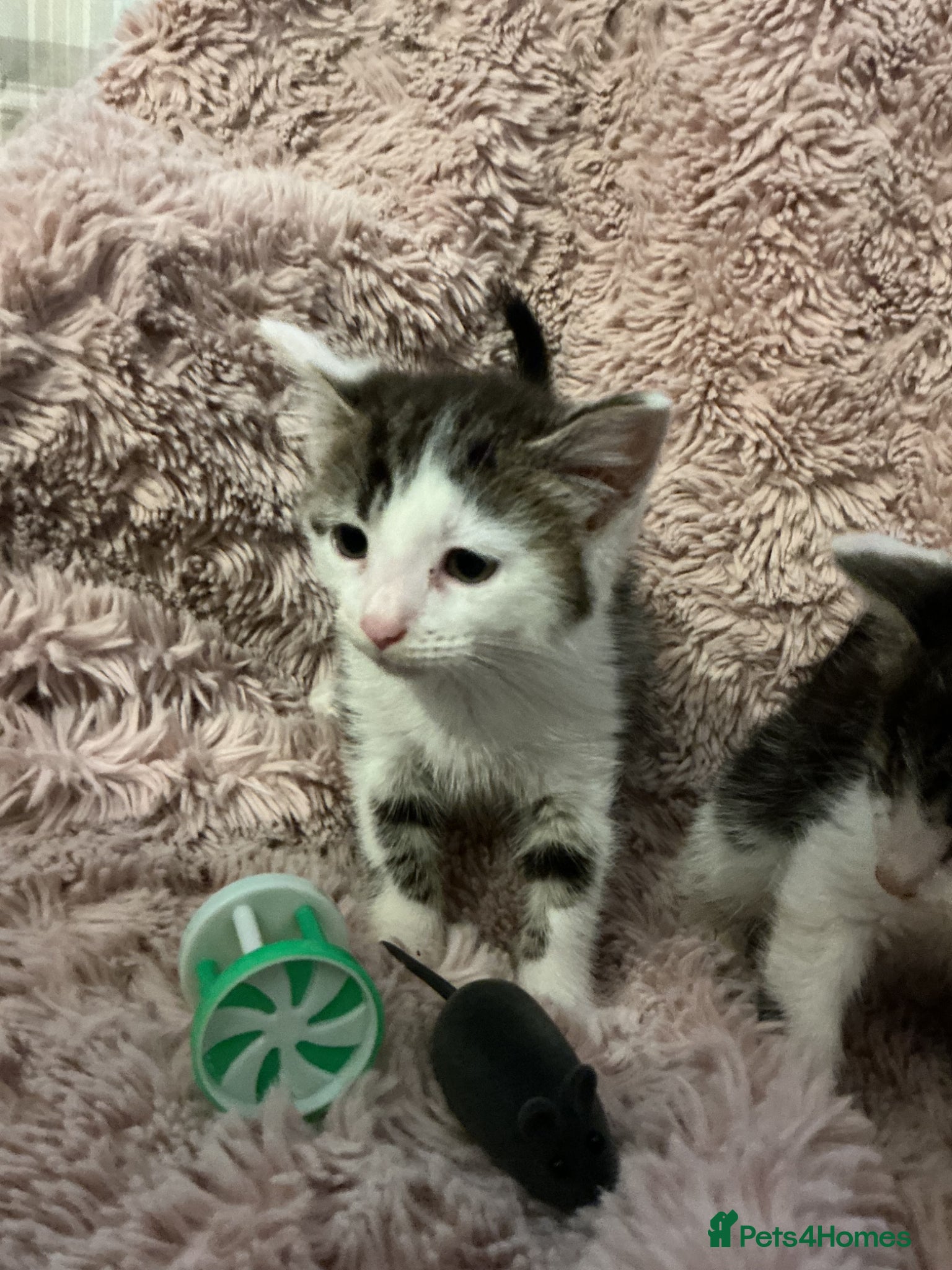 Bengal cats for sale: Beautiful kittens ready for 5* homes - Advert 17