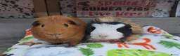 Guinea Pig rodents for sale: Young Male Guinea pigs - Leeds LS27 area - Advert 3