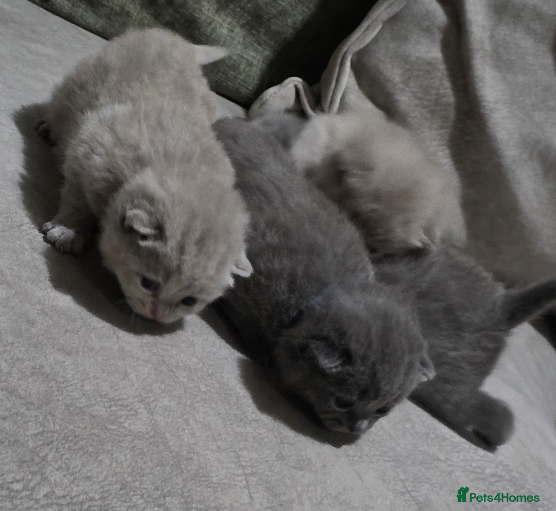 British Shorthair cats for sale: ** LAST ONE LEFT BLUE MALE British Shorthair ** - Advert 9