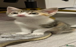 British Longhair cats for sale: 2 ADORABLE FLUFFY BRITISH LONGHAIR KITTENS LEFT!!! - Image 20