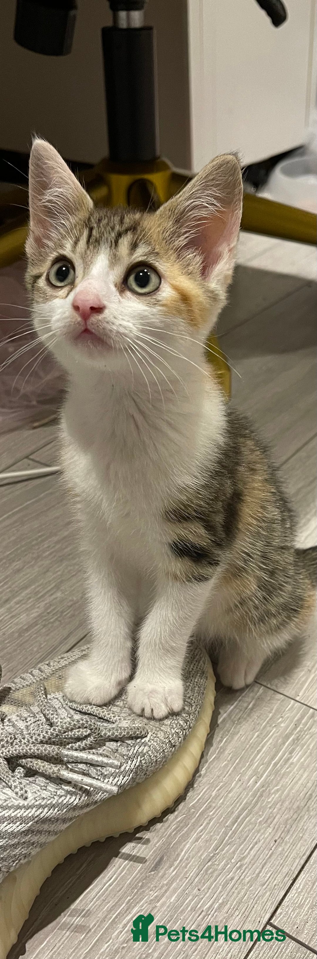 British Longhair cats for sale: 2 ADORABLE FLUFFY BRITISH LONGHAIR KITTENS LEFT!!! - Image 20