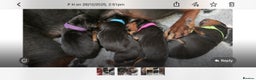 Chinese Red Dog dogs for sale: Chinese Red dog Pups available - Advert 9