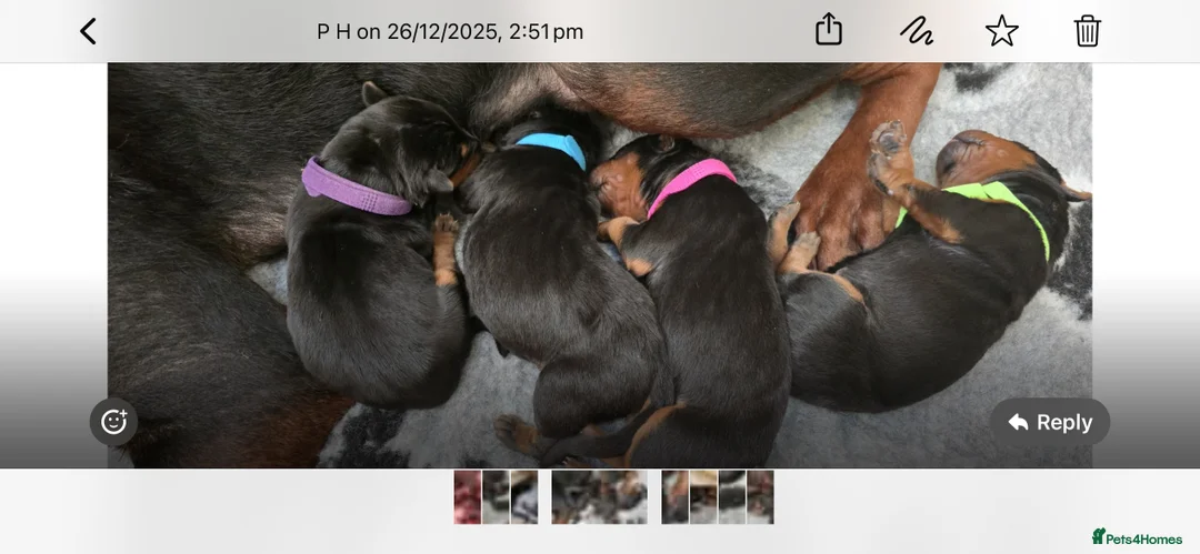Chinese Red Dog dogs for sale: Chinese Red dog Pups available - Advert 3